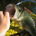 Bass Fishing Tips For The Beginner