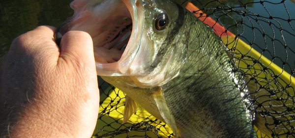 Bass Fishing Tips For The Beginner